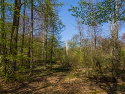 Buchennachwuchs auf der Hälfte der Waldfläche