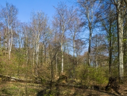 Bis zu 50 m hohe Buchengiganten