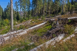 von Hand entrindete Baumstämme am Goldsteig nahe Ruckowitzschachten