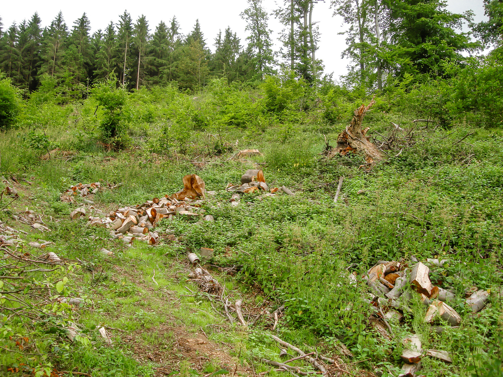 Buchenwälder werden "grundsätzlich" erhalten