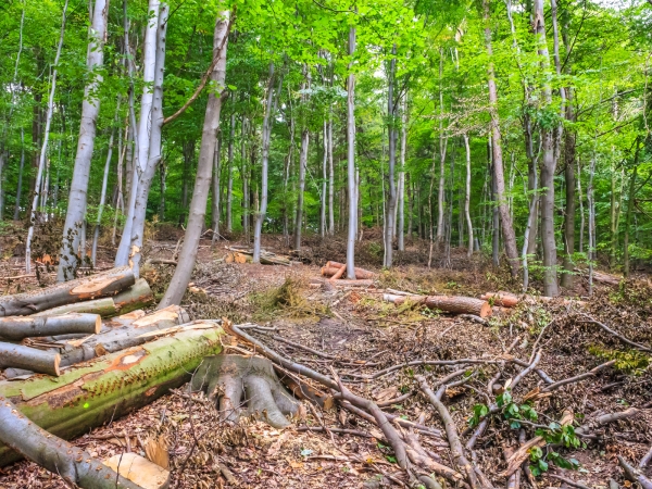 holzarmer Wald