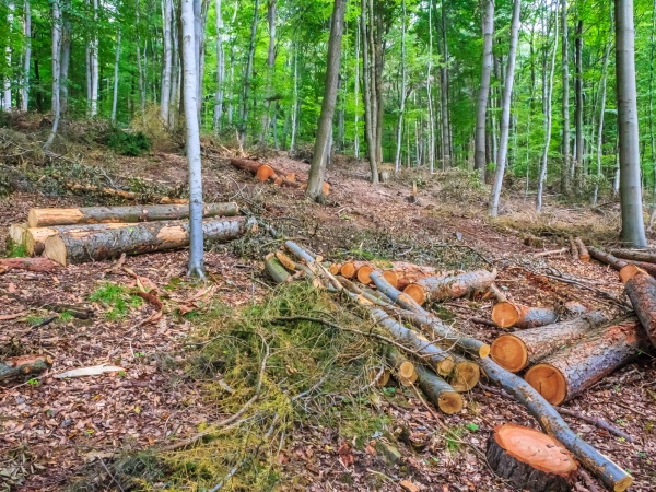 freigeschlagener Waldboden