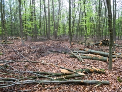 Vom Harvester befahrene Rückegasse