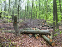 Kronenabfälle maschinell gefällter Bäume