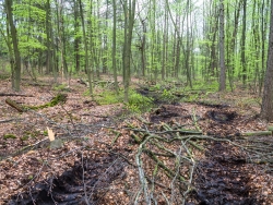 Rückegasse, tiefe Reifeabdrücke und Holzabfall