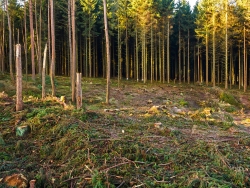 durch rabiaten Harvestereinsatz abgebrochene Baumstämme