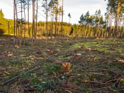 Harvester hinterlassen Kiefernstubben mit gerader Schnittfläche