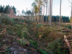 durch Harvester gefällte Kiefern