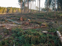 durch Harvester umgeknickte alte Birken