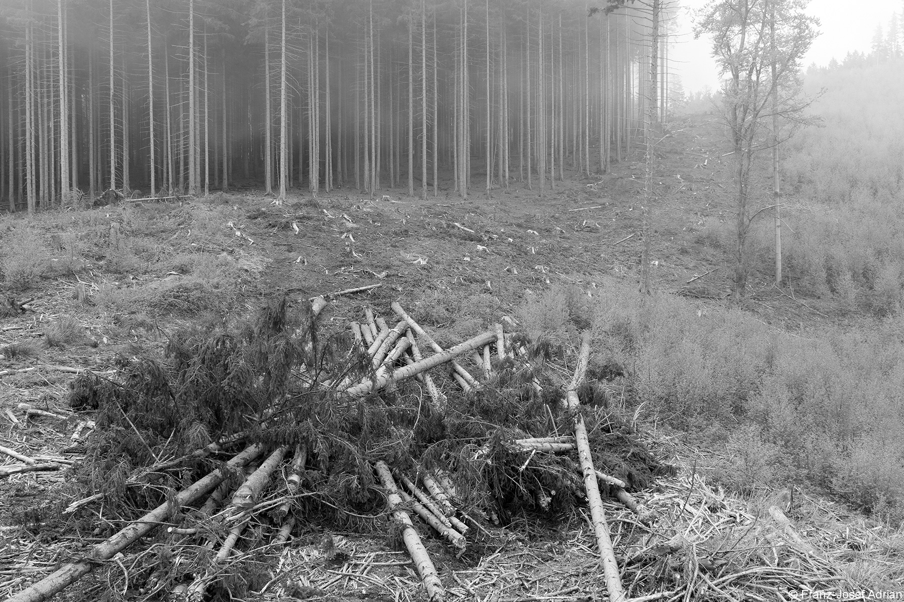 Fichtenfällungen nahe der Rockensteinklippe