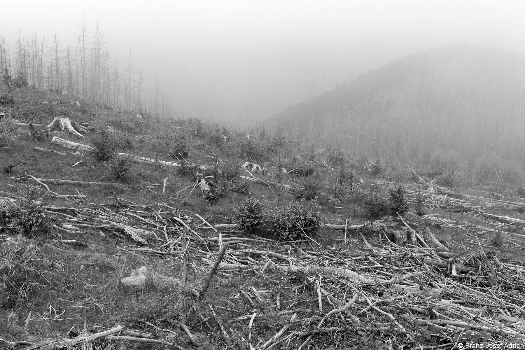 Großkahlschlag nahe Zwißelklippe
