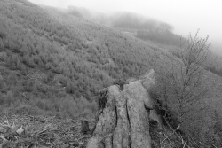 Pionierwald aus Birken auf Großkahlschlag an Rockensteinklippe