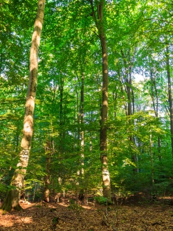 mächtige alte Buchen beschirmen den Nachwuchs