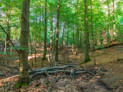 Totholz am Wanderweg durch die Heiligen Hallen