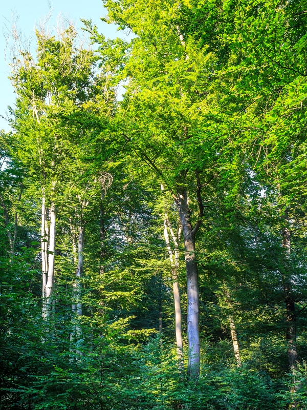langsam absterbende Buche mit Sonnenbrand und Kronenverlichtung