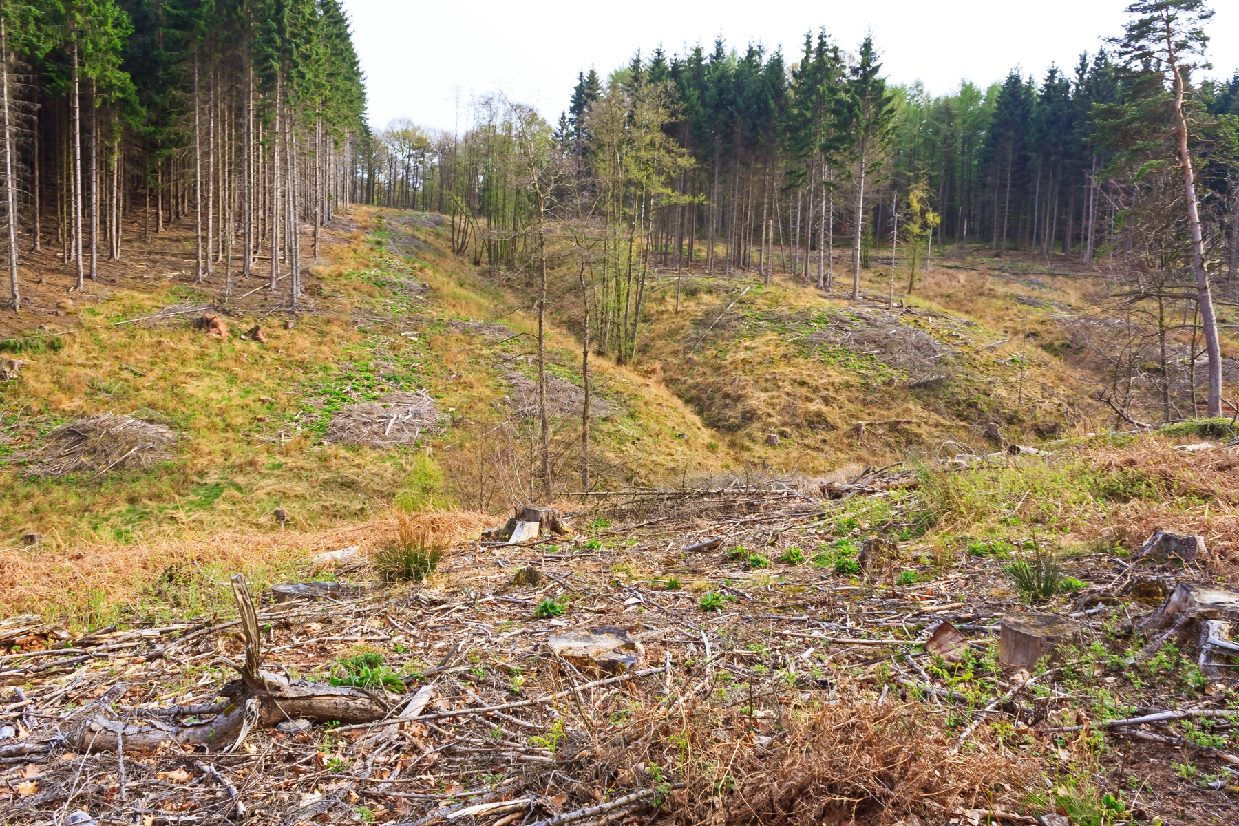 Fichtenkahlschläge an Zuflüssen des Heimbach