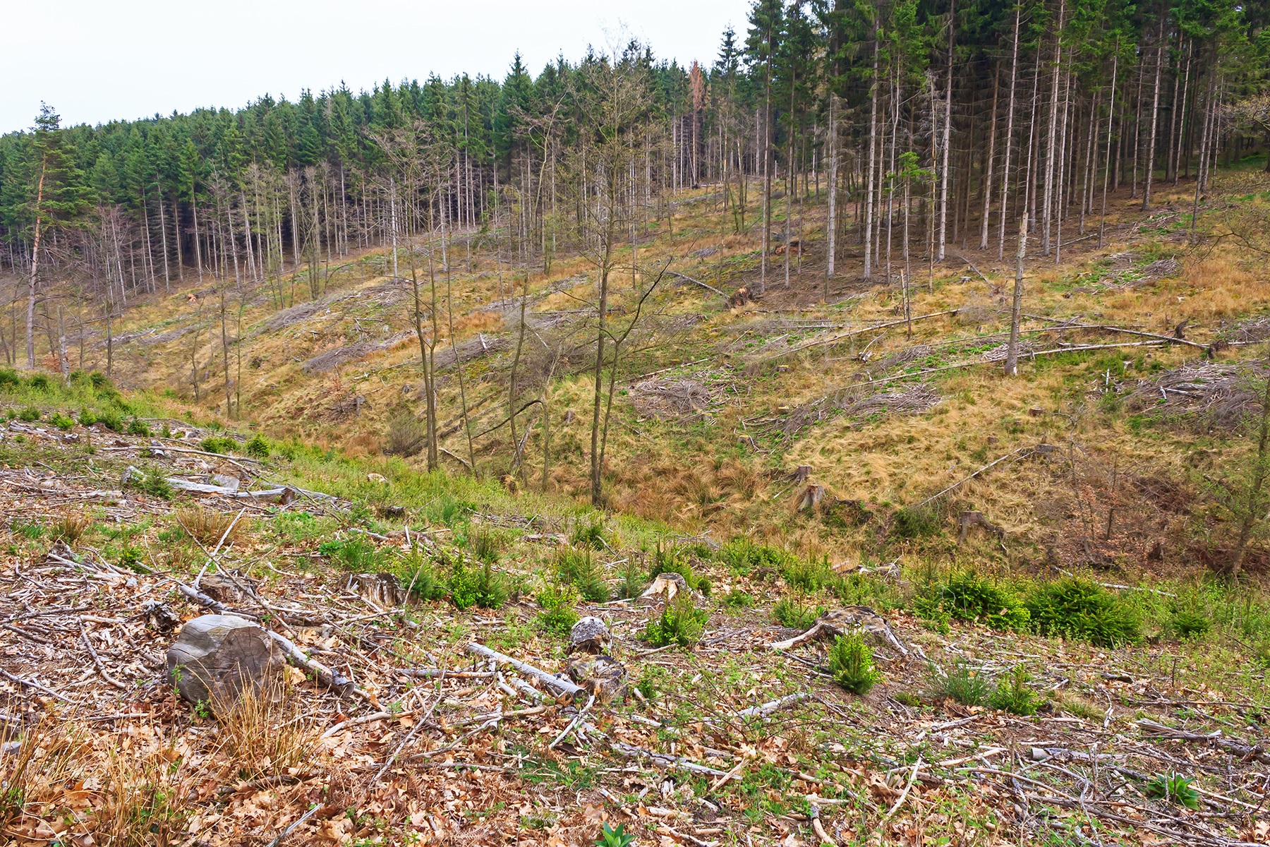 verbissresistente schnellwüchsige Jungfichten dominieren die Naturverjüngung