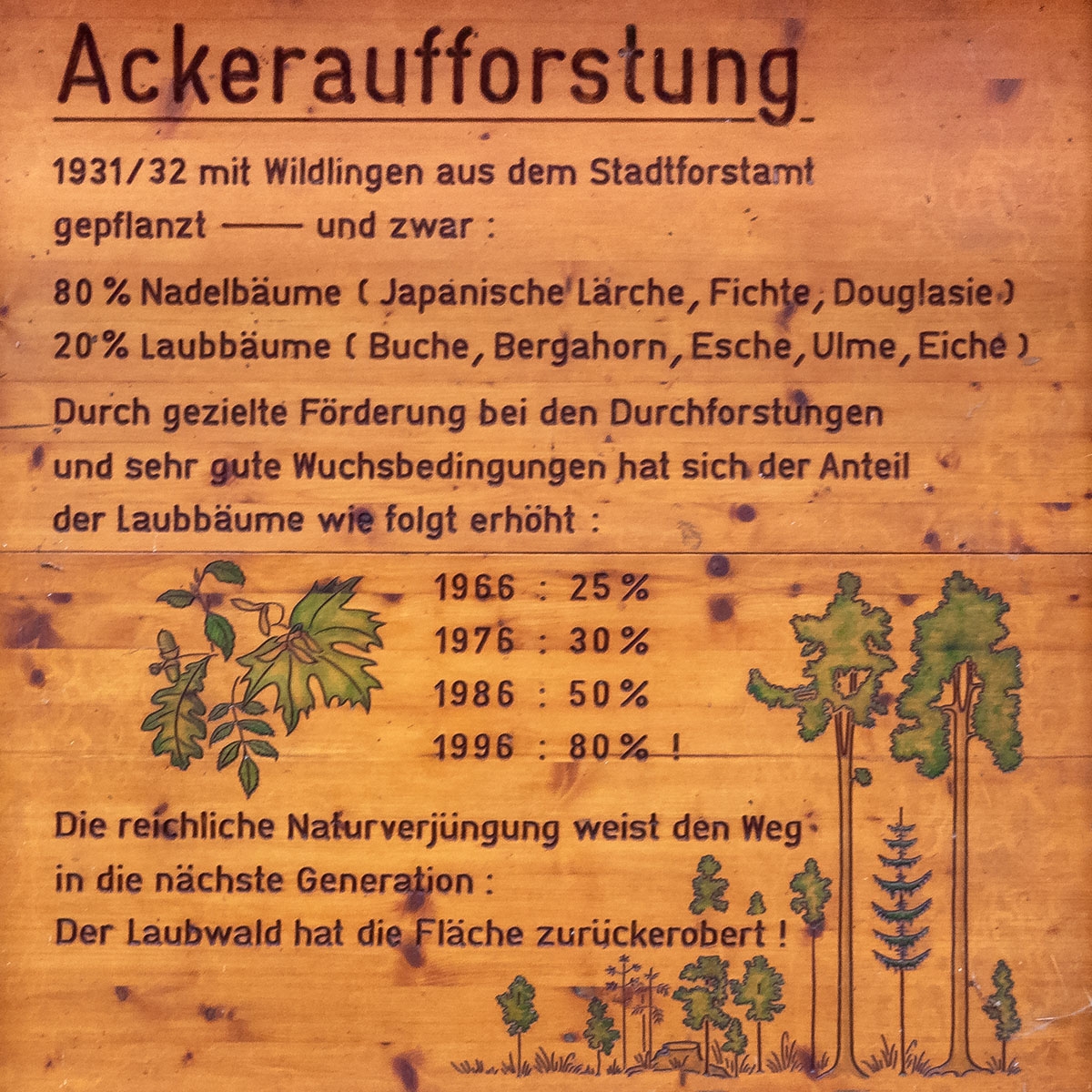 Ackeraufforstung