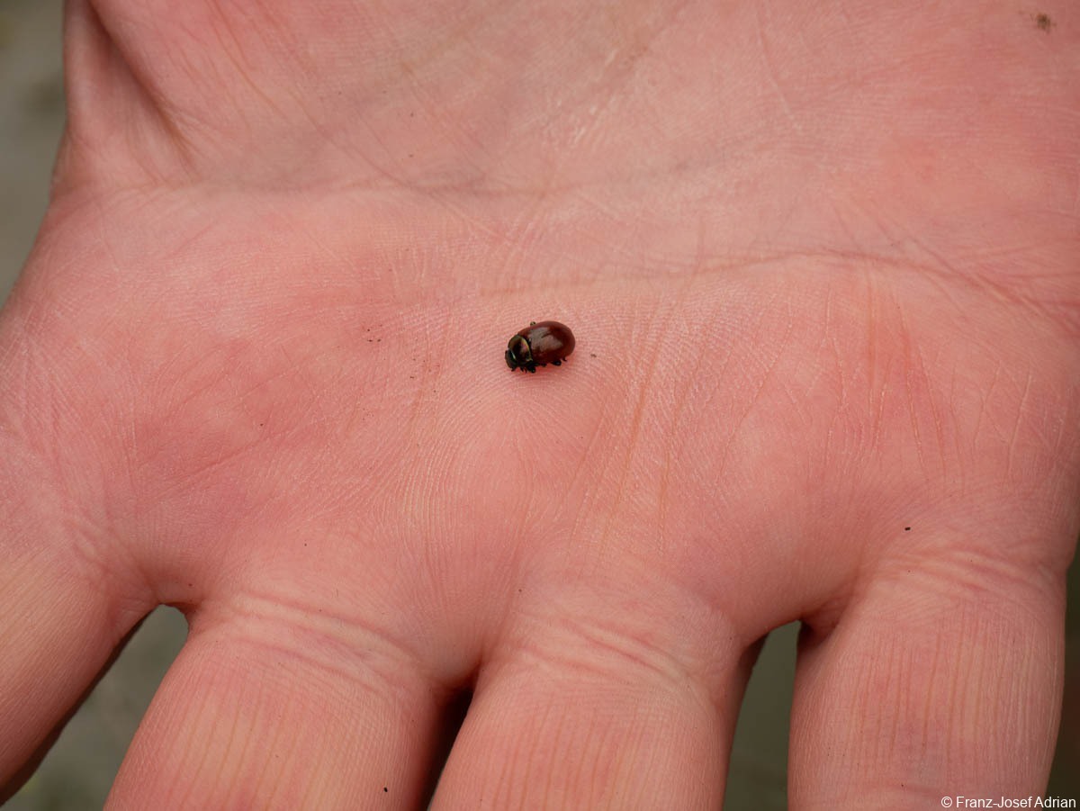 Hellerberg_Chrysolina_polita