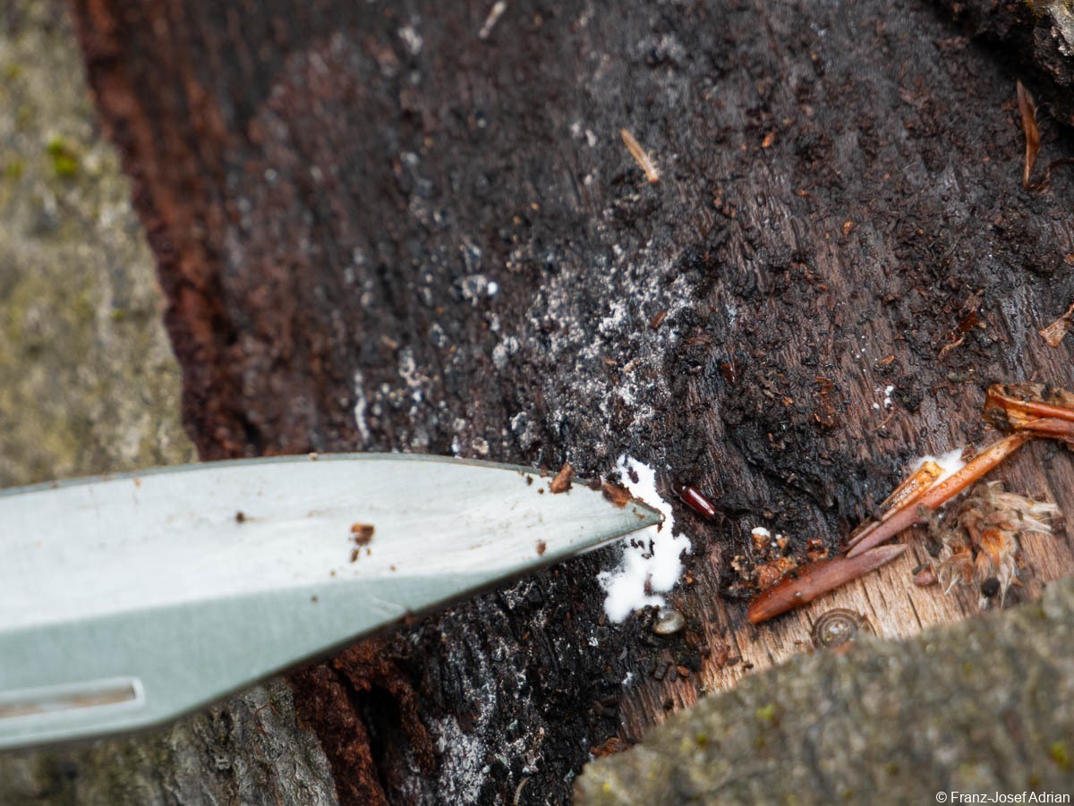 Hellerberg_Corticeus_unicolor_3
