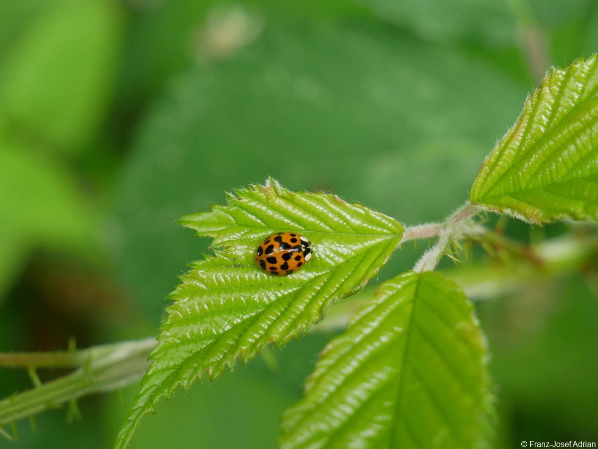 Hellerberg_Harmonia_axyridis