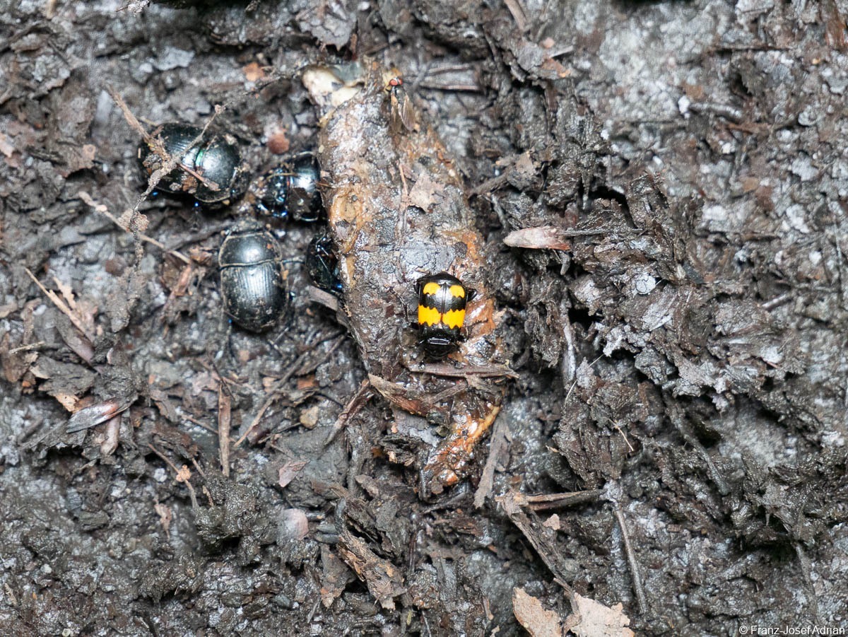 Hellerberg_Nicrophorus_undet