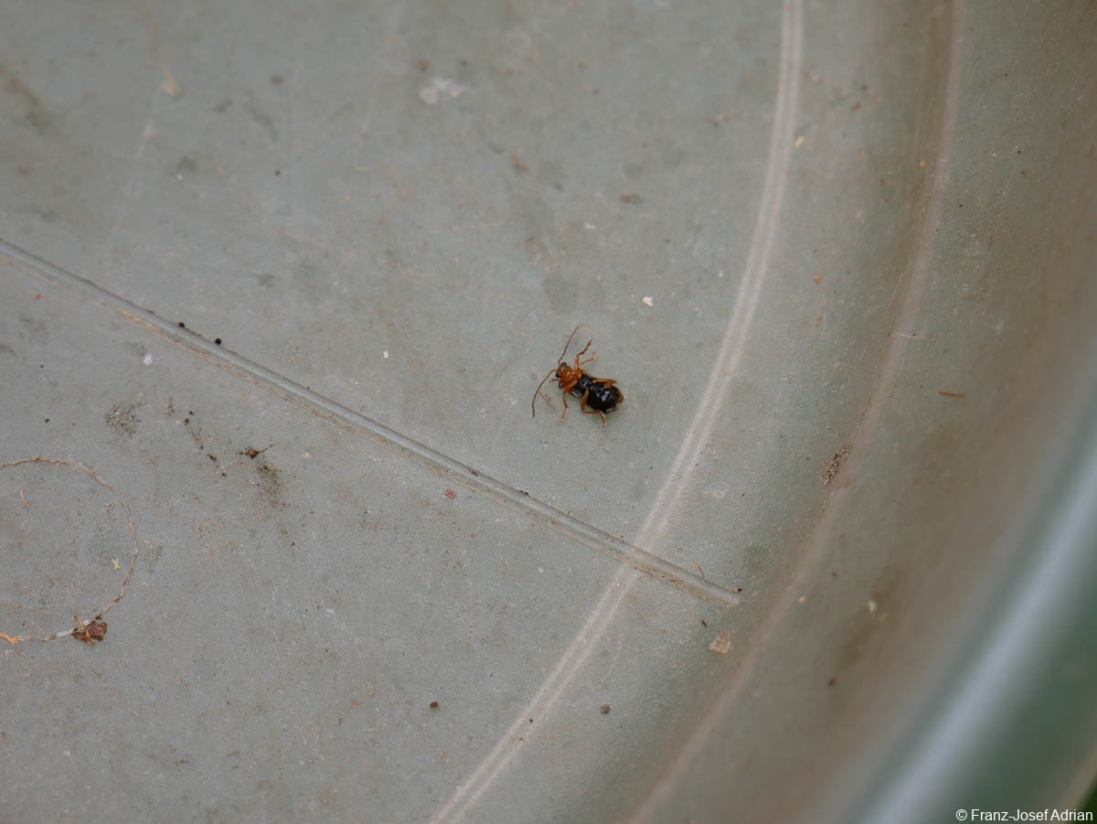 Hellerberg_Phyllobrotica_quadrimaculata_1