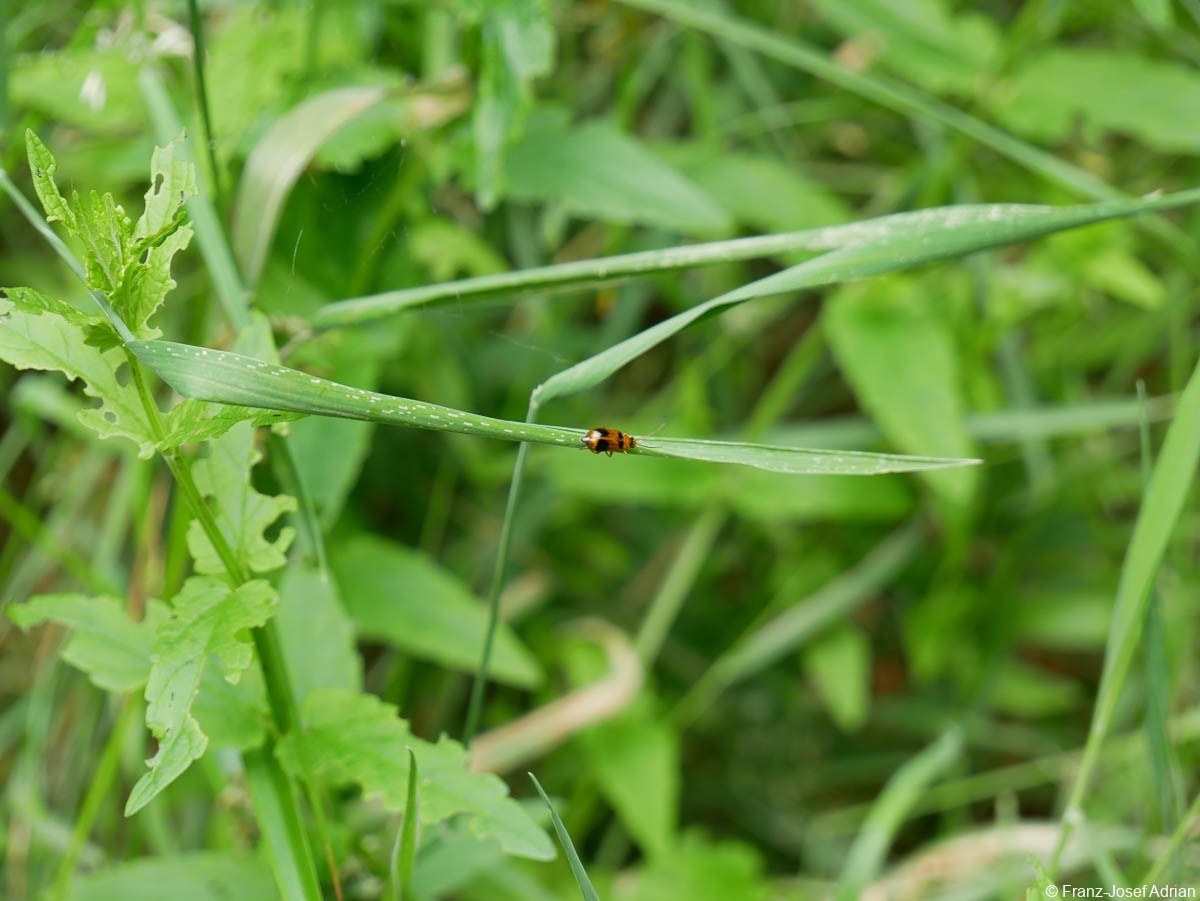 Hellerberg_Phyllobrotica_quadrimaculata_3