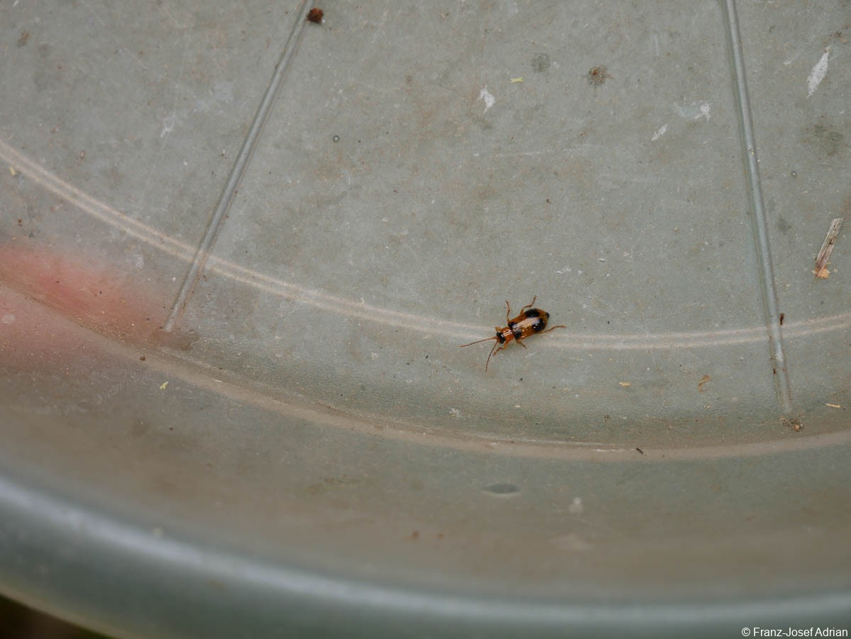 Hellerberg_Phyllobrotica_quadrimaculata_4