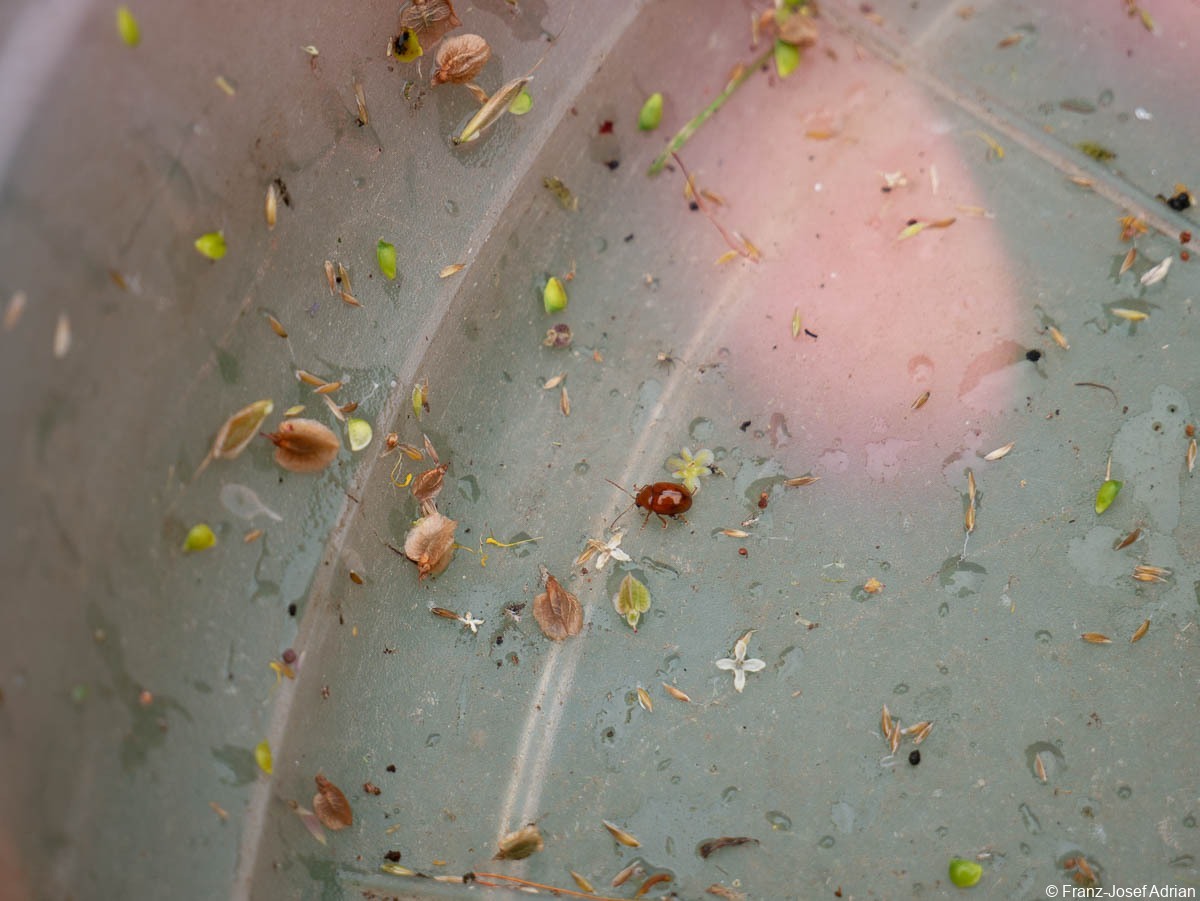 Hellerberg_Sphaeroderma_testaceus