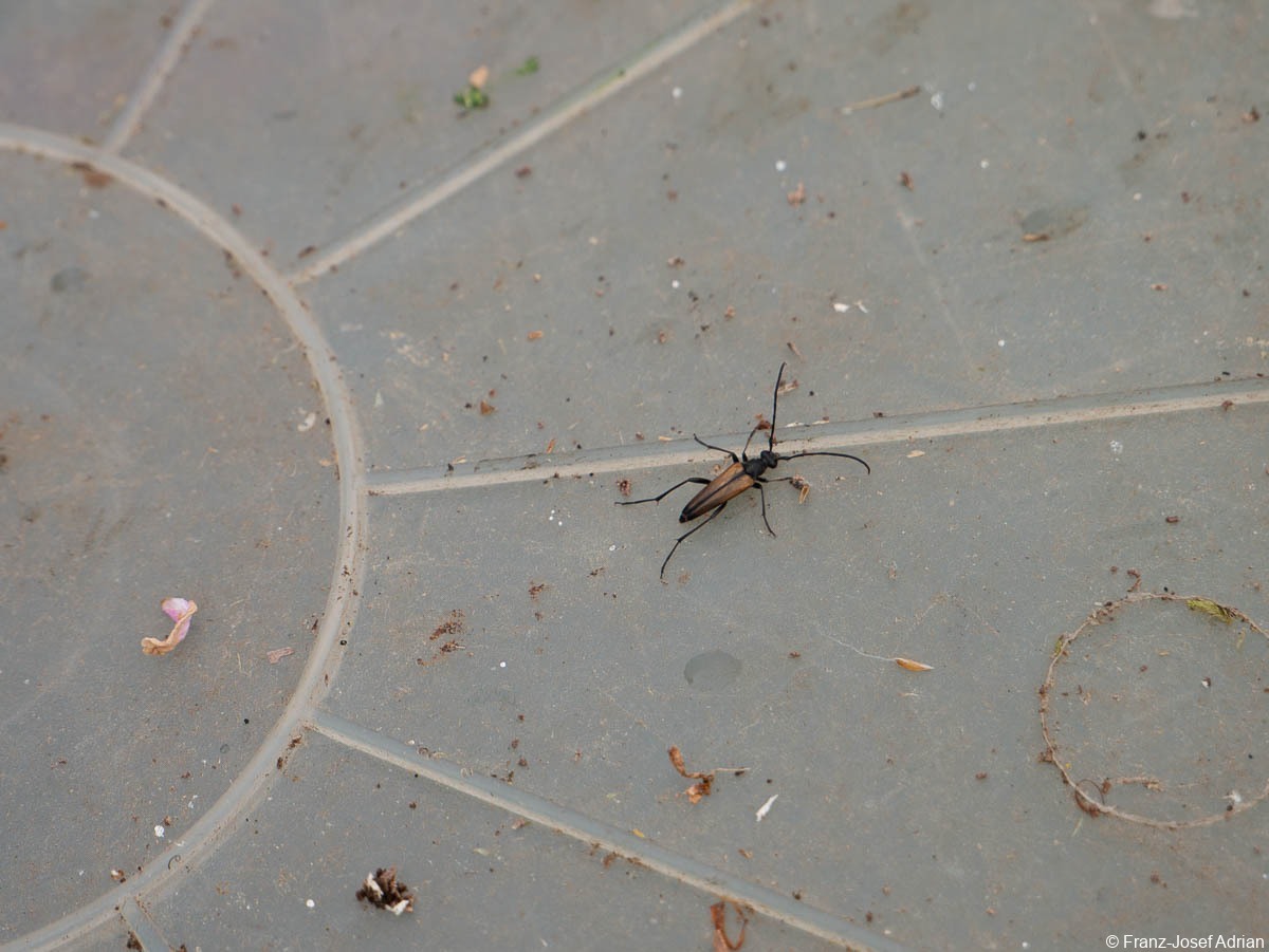 Hellerberg_Stenurella_melanura