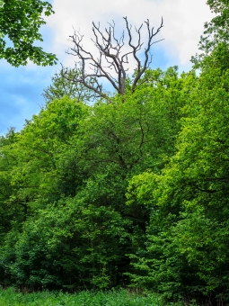 vorwüchsige abgestorbene Eiche am Waldrand