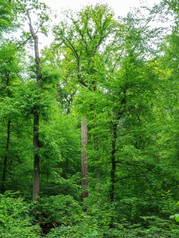 kranke Eiche im Hintergrund