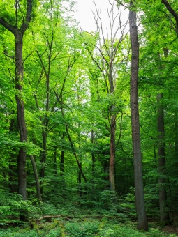 abgestorbene Eiche