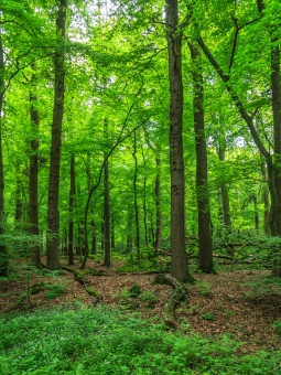 vitale Eichen vor abgestorbener Eiche im Hintergrund