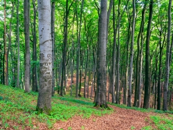 Buchenwald am Südhang des Hermannsbergs