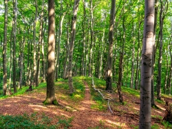Wanderweg zum Hermannsberg