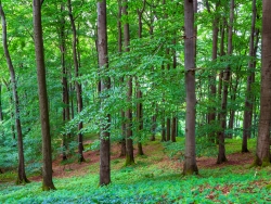 Buchenwald am Nordhang des Hermannsbergs