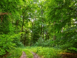 ehemaliger Forstweg im Süden des Hermannsbergs
