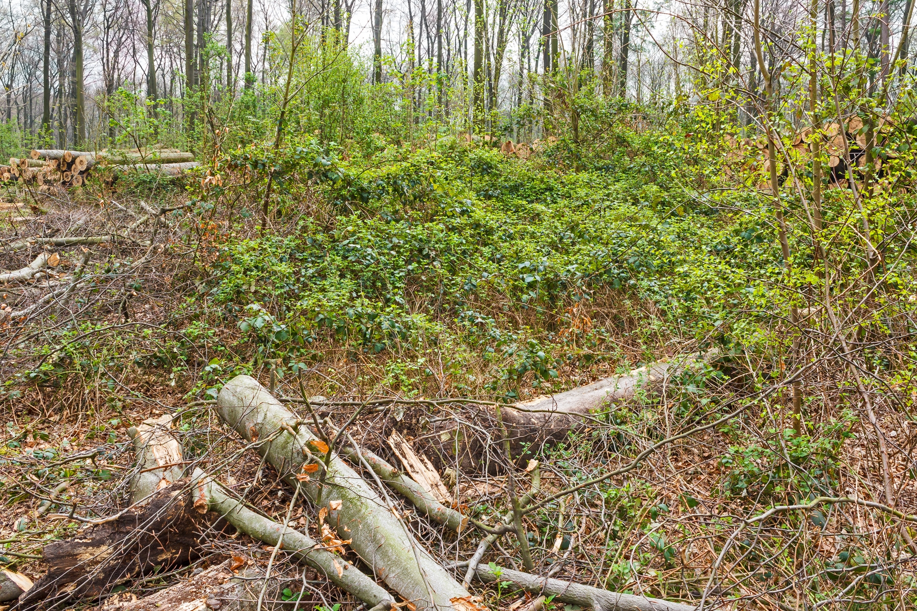meterhohes Brombeergestrüpp