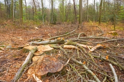 Verwandlung eines Waldes in Kronenabfall