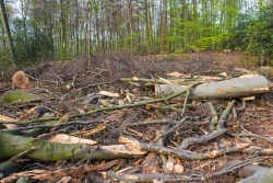 Überreste des ehemaligen Buchenwaldes