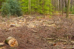 industrielle Holzernte im Naherholungswald
