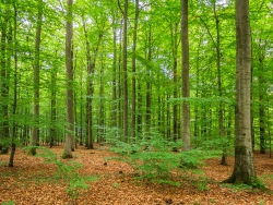 Naturverjüngung zwischen Altbuchen