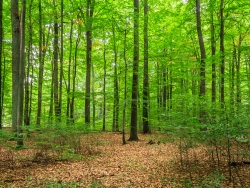 links am Rand alte Eiche