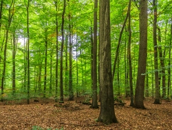 alte Esche vorne in der Mitte