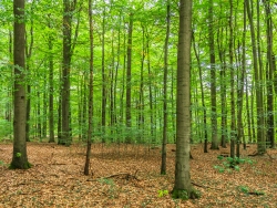 Buchenwald mit Naturverjüngung im Mittelgrund