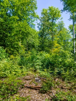 Buchenverjüngung hinter Baumstumpf