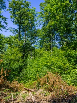 Buchenjungwuchs hinter Kronenbiotopholz