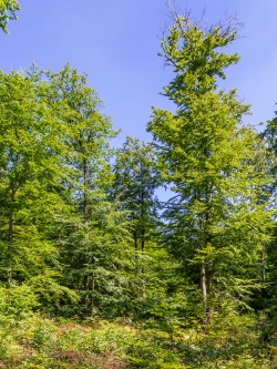 absterbender Buchenüberhälter